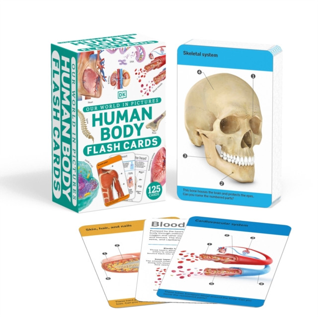 Our World in Pictures Human Body Flash Cards by DK (Cards)