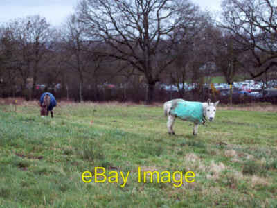 Foto 6x4 grasende Esel am Semley Common Sem Hill Diese Esel sind um 2007