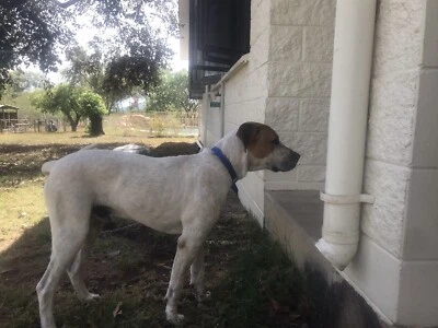 american staffordshire terrier australian cattle dog mix