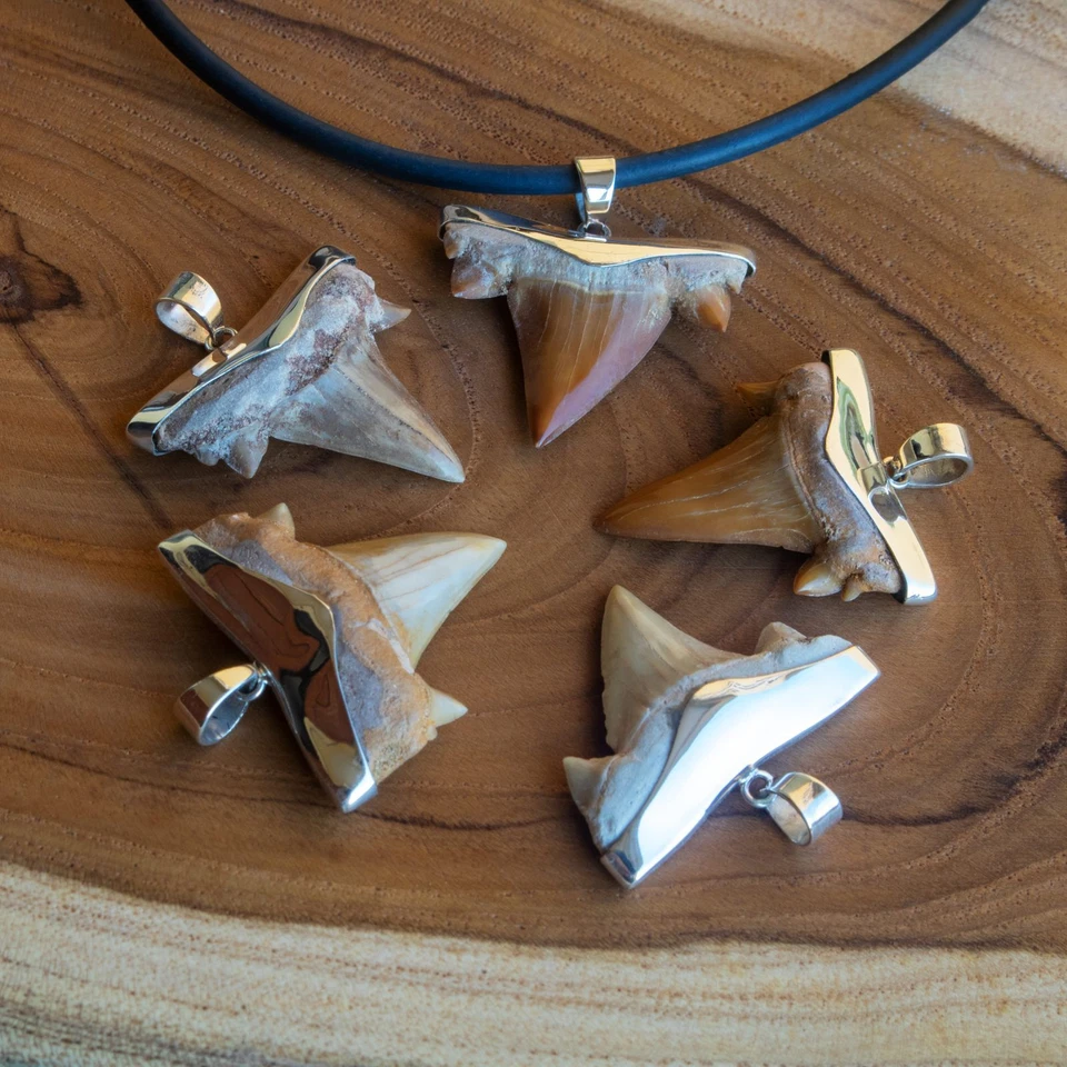 Haizahn Fossil 925er Silber Ketten Anhänger Haifischzahn Surfer Herren Damen - Bild 3 von 4