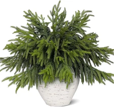 20 Pcs Real Touch Norfolk Pine Branches, Artificial Christmas Green Plants Branc