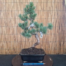 Bonsai di Pino Pentaphilla h 45cm Visita il mio negozio!
