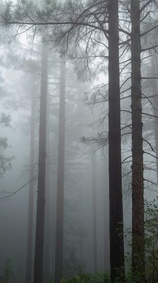 Misty Forest Fog Aesthetic Phone Wallpaper Nature Landscape Background