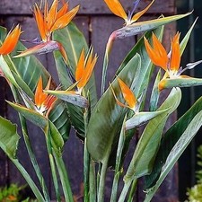 Bird Of Paradise Flower Bulbs for Your Home and Gardening Pack of 3 Bulbs