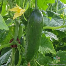 25+ Taurus Cucumber Seeds for Garden Planting - USA - FREE SHIPPING!