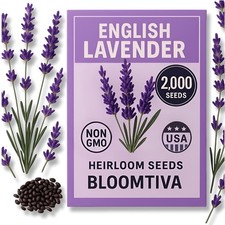 2,000 Premium English Lavender Seeds Non-GMO USA Grown Indoor Outdoor Planting