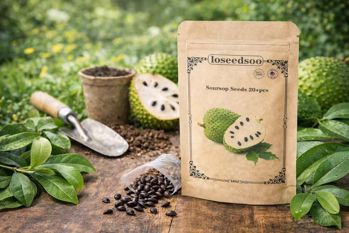 Soursop Seeds 20+ for Planting  Non-GMO Graviola Guanabana Seeds | eBay