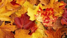 Landscape fall leaves Custom Gaming Mat Desk
