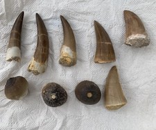 A collection of fossils of 3 Mosasaurs Teeth of 3 Zarafasauras and 3 Globidens