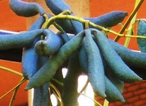 SAMEN BLAUGURKEN-STRAUCH Blau-Gurke Parkanlage Veranda Top Saatgut neue Saat Top - Bild 1 von 1