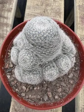 Mammillaria lenta *Multiple Heads* *6 Inch Pot*