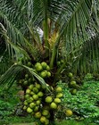 Dwarf  Coconut Organic  seeds two sprouted seeds — photo 1
