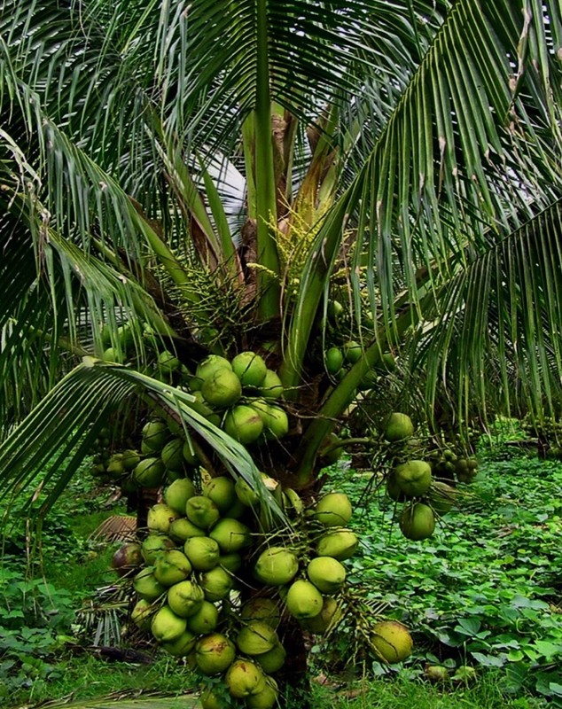 Dwarf  Coconut Organic  seeds two sprouted seeds