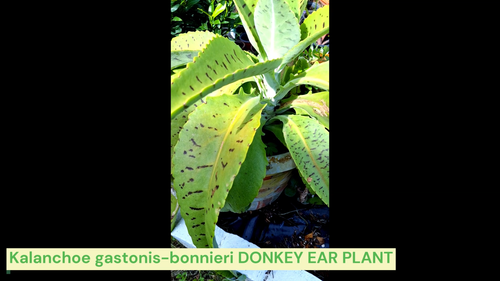 Giant Kalanchoe Gastonis Bonnieri Donkey Ear Succulent Live plant. - Video 1 of 1