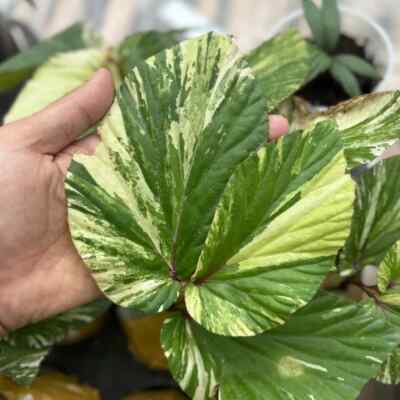 Begonia Aurea Variegated Borneo Plant