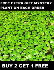 50 Pieces Of Giant Duckweed Salvinia minima Live Floating Aquarium Plant