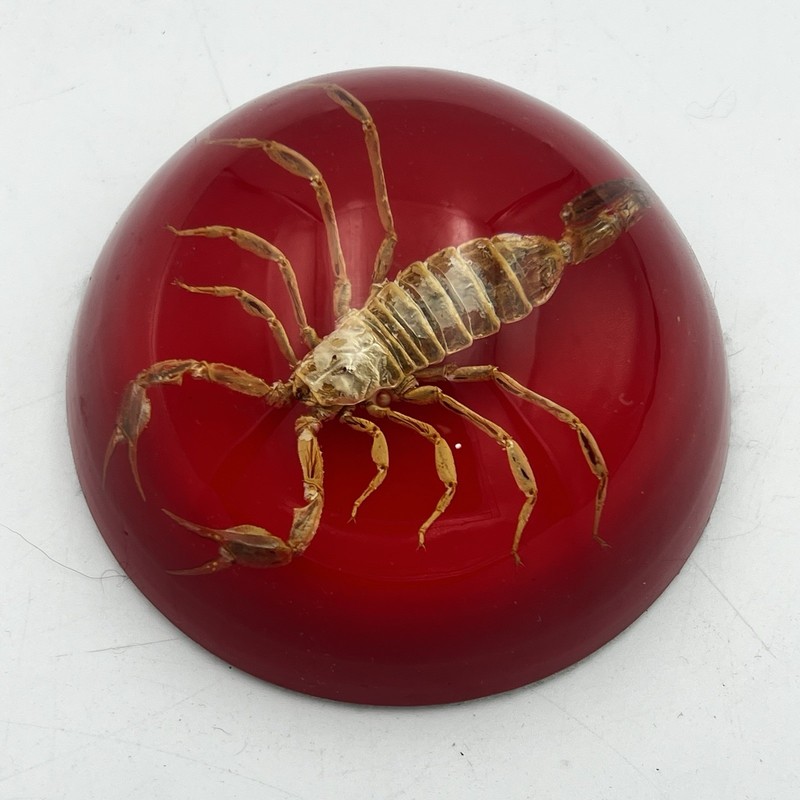 Vintage Scorpion Paperweight 3.5” Red Acrylic Paperweight Desk Office Decor