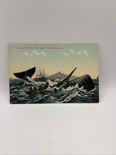 Vintage Postcard Sperm Whaling, “The Capture”, New Bedford Massachusetts, MA