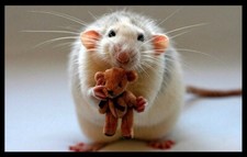 Rat with Teddy Bear Cute Best Friends Cuddles Comfort Hugs Animal Pals MAGNET