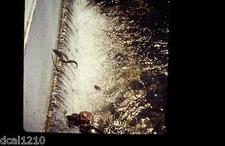 Original 3D Stereo Realist Slide #A50 FISH