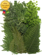 48 PCS Pressed Ferns Large Dried Pressed Leaves Dried Flowers for Crafs