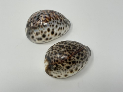 Cypraea Tigris 2 Lot ~3” Natural Tiger Cowrie Seashells Arts Craft Beach Decor