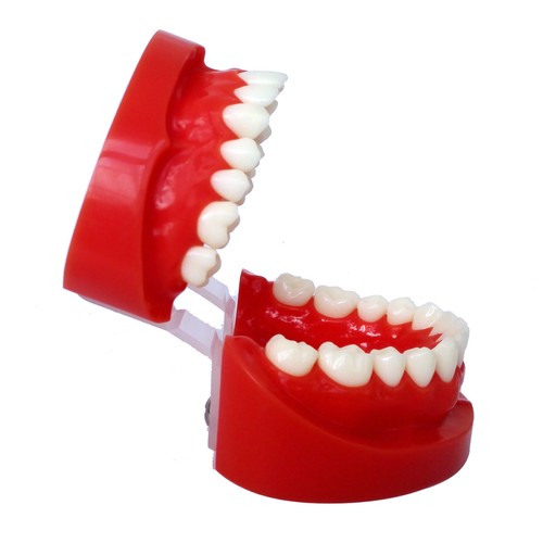 Dental 1:1 Tooth Upper / Lower Jaw Adult Standard Teeth Model Study Teach - Picture 2 of 11