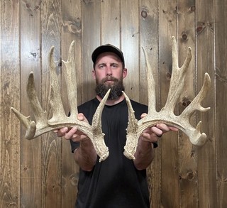 Huge Tall Typical 211” Whitetail Shed Antler 16pt Horn Deer Mount Taxidermy
