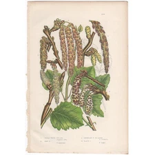 Anne Pratt 1860 antique botanical print Flowering Plants 206 Poplar Tree
