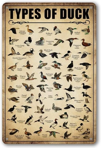 Type Of Duck Tin Sign Hunting Decor Mallard Ducks Knowledge Metal