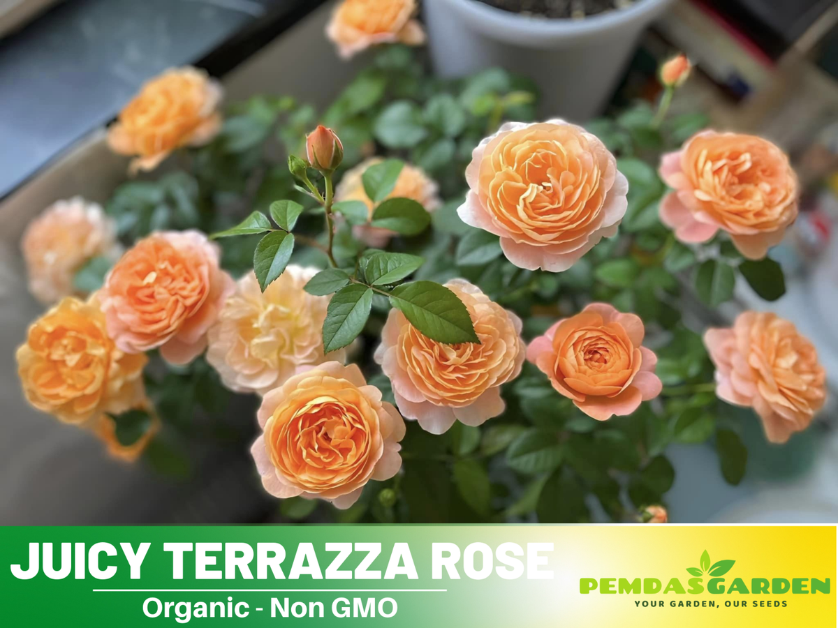 30+ Seeds| Juicy Terrazza Perennial Rose Seeds #1160 | eBay