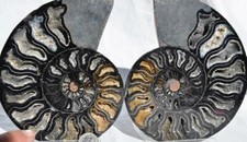 Large Black Ammonite PAIR Deep Crystals 110myo FOSSIL XXLarge 152mm 5.9