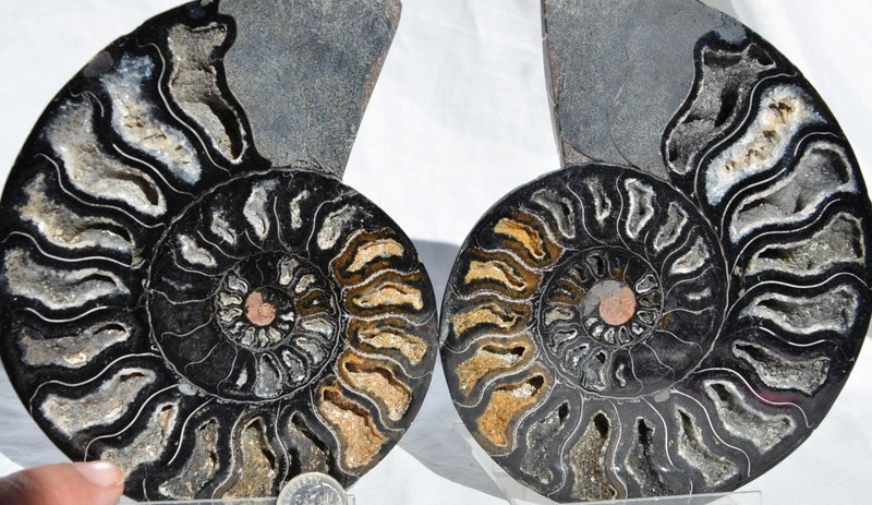Large Black Ammonite PAIR Deep Crystals 110myo FOSSIL XXLarge 152mm 5.9" 9316ee