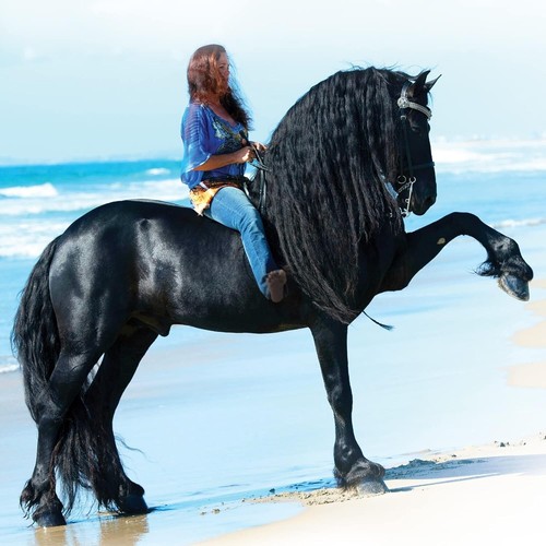 Detailed 1:9 Scale Champion Friesian Sjoerd Model for Equestrian Enthusiasts - Picture 8 of 9