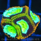 Corals of Eden ~ WYSIWYG Live Coral Frag ~ Psycho Rim Favia Coral ~ LPS SPS — photo 3