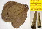 100 Gram ~9" Indian Almond Catappa Leaves + 2 Catappa Bark Tubes FREE SHIPPING