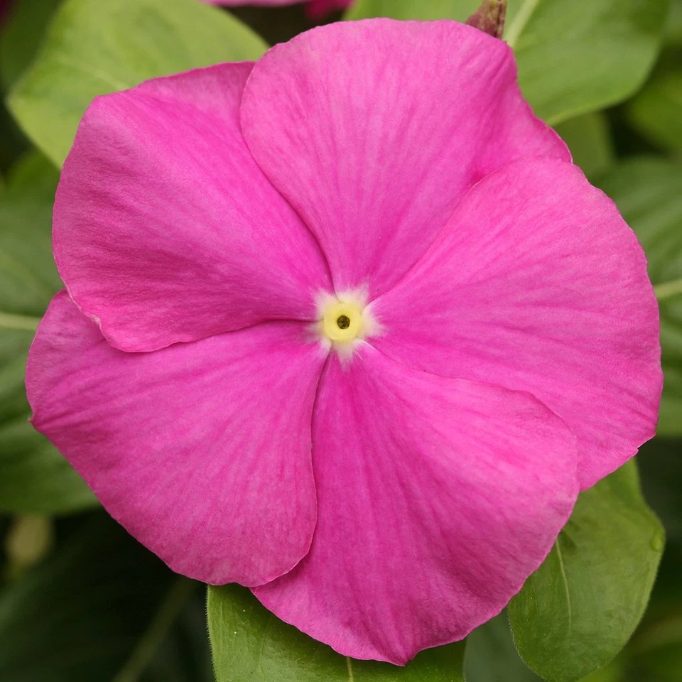 Vinca Seeds Cobra Orchid With Eye 25 Seeds Flower Seeds - Image 2 of 2