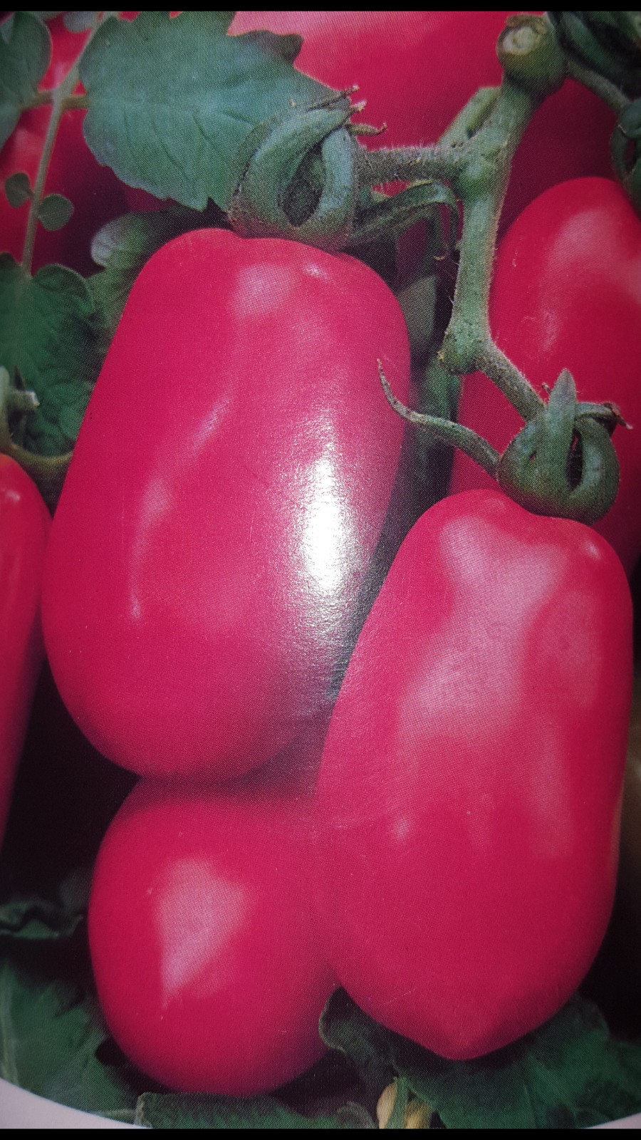 TOMATE ROMA PERA especial SALSAS 300 Semillas - Seeds huerto indeterminado