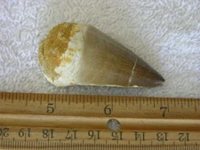 Dinosaur fossil teeth Jumbo Mosasaurus FD03