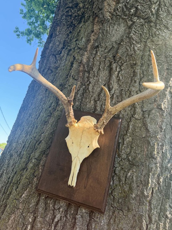 Deer Skull with Antlers Taxidermy Mount on Wooden Plaque Mammal