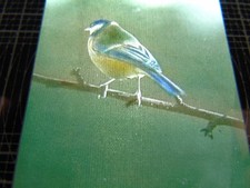 ANTIQUE 1932 REAL PHOTOGRAPH ANIMAL BIRD MAGIC LANTERN SLIDE  GREAT TIT BARLBY