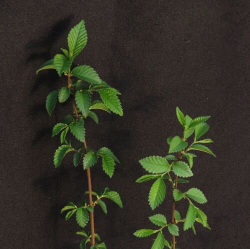 2 Chinese Elm Ulmus Parvifolia Trees For Bonsai Or Yard Shade Tree 8-11" Tall