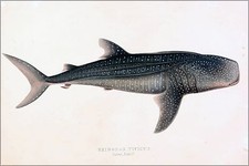 Poster, Many Sizes; One Of The First Occurence Of A Whale Shark'S Drawing 1845