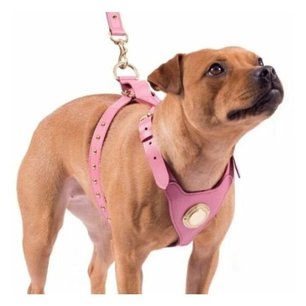 Pink staffy harness sales