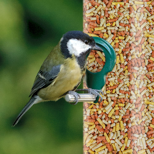 SQUAWK Mixed Suet Pellets - High Energy Mealworm Berry Wild Garden Bird Food - Picture 50 of 60