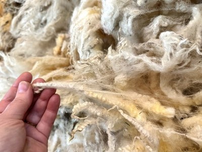 8.8 lbs White Romney Raw Wool Fleece, Full Year s Growth, Fleece #3