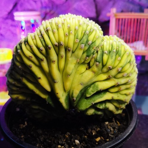 1219 8-10CM----------------------Ariocarpus /Astrophytum myriostigma