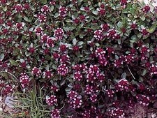 Thymus pulegioides   10,000 seeds