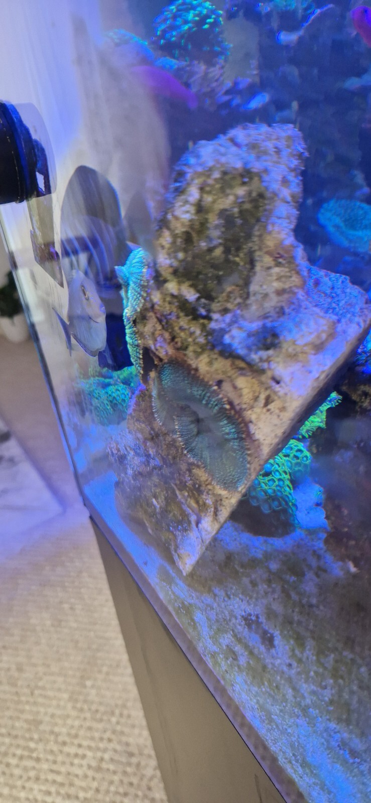 marine live Fish eBay