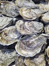 20 LARGE OYSTER SHELLS(PRICE IS PER 20 SHELLS)